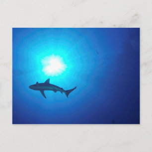 Shark Silhouette Briefkaart