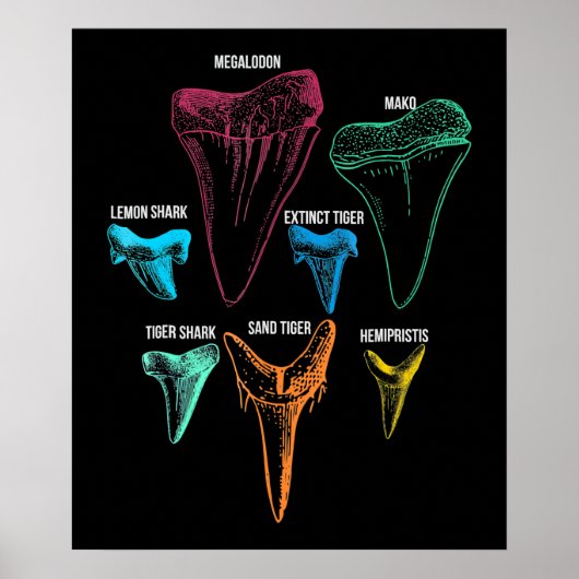 Shark Tooth Hunting Identity Key Poster (Voorkant)