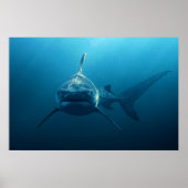 Shark under water poster (Voorkant)