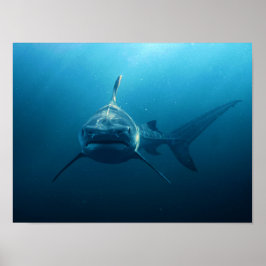 Shark under water poster