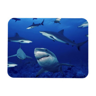 Sharks Magnet Magneet