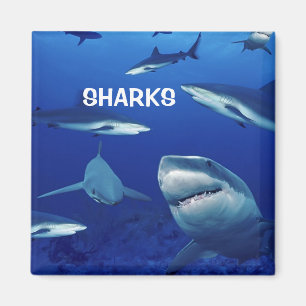 Sharks Magnet Magneet