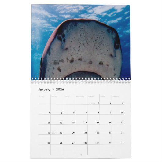 Sharks Wall Calendar Kalender (Jan 2026)