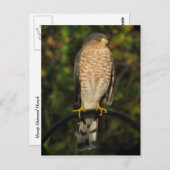 Sharp-Shinned Hawk Briefkaart (Voorkant / Achterkant)