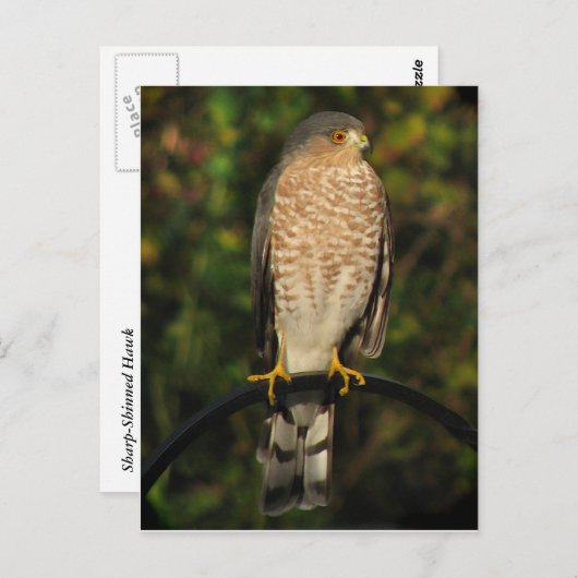 Sharp-Shinned Hawk Briefkaart (Voorkant / Achterkant)
