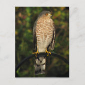 Sharp-Shinned Hawk Briefkaart (Voorkant)