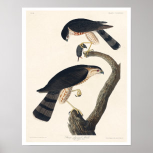 Sharp-shinned Hawk door Poster van Audubon