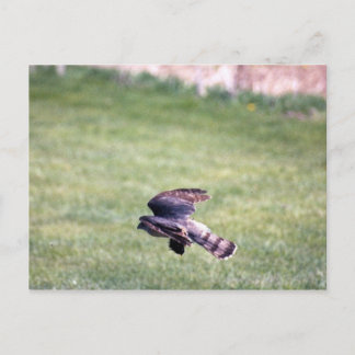 Sharp-Shinned Hawk in vlucht Briefkaart