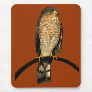 Sharp-shinned Hawk Muismat
