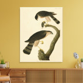 Sharp-shinned Hawk van de Amerikaanse vogels van A Canvas Afdruk (Insitu (Woonkamer))