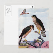 Sharp-shinned Hawks Briefkaart (Voorkant / Achterkant)