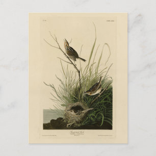 Sharp-staartvink van Audubon's vogels in Amerika Briefkaart