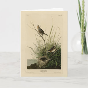 Sharp-staartvink van Audubon's vogels in Amerika Kaart