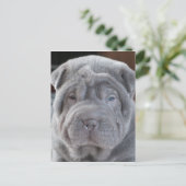 Sharpei Puppy Briefkaart (Staand voorkant)