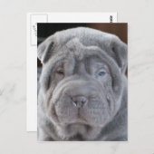 Sharpei Puppy Briefkaart (Voorkant / Achterkant)