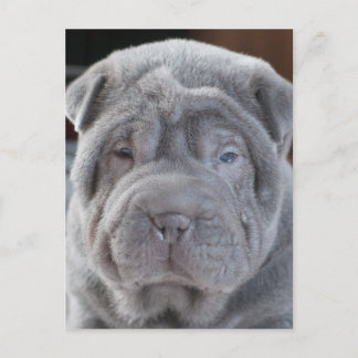 Sharpei Puppy Briefkaart