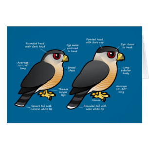 Sharpie de la cage v