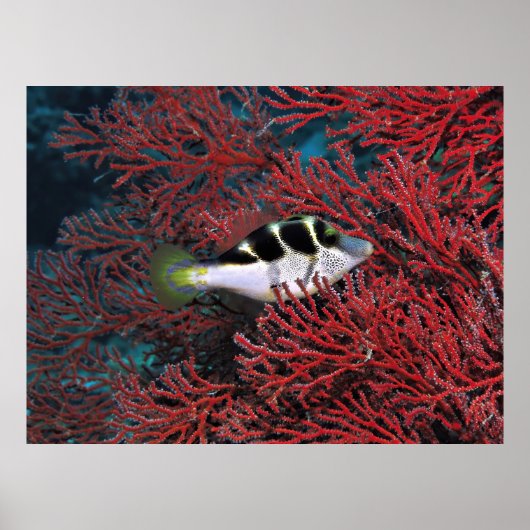 Sharpnose Puffer in het koraal Poster (Voorkant)