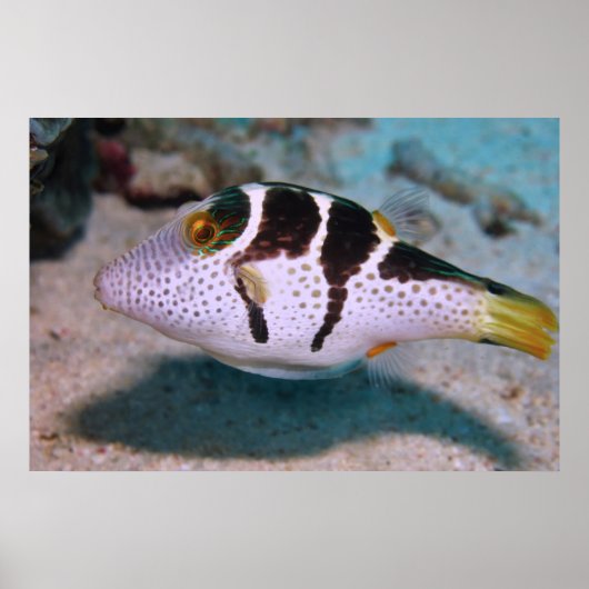 Sharpnose Puffer Poster (Voorkant)