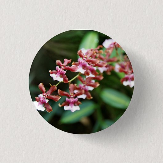 Sharry Baby Oncidium Button (Voorkant)