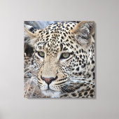 Shasha jonge mannelijke luipaard canvas afdruk (Voorkant)