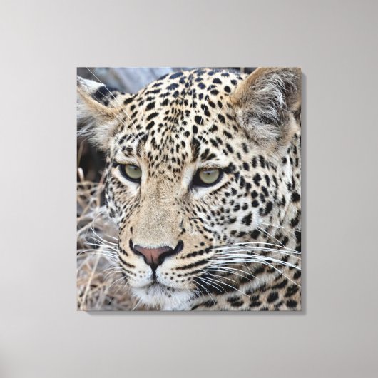 Shasha jonge mannelijke luipaard canvas afdruk (Voorkant)