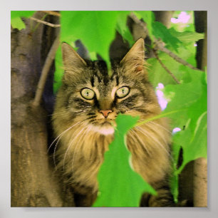 Shasta Cat Tree-klimmer afdrukken / poster