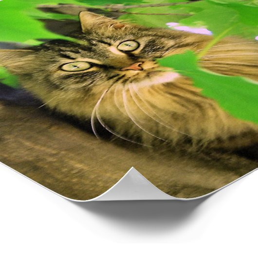 Shasta Cat Tree-klimmer afdrukken / poster (Hoek)