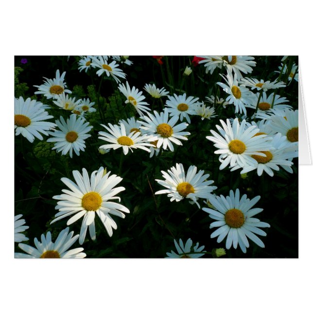 Shasta Daisies II (Devant horizontal)