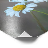 Shasta Daisies in het veld Foto Afdruk (Hoek)