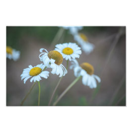 Shasta Daisies in het veld Foto Afdruk