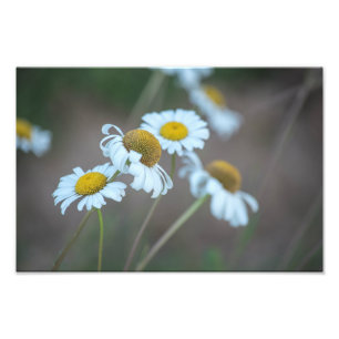 Shasta Daisies in het veld Foto Afdruk