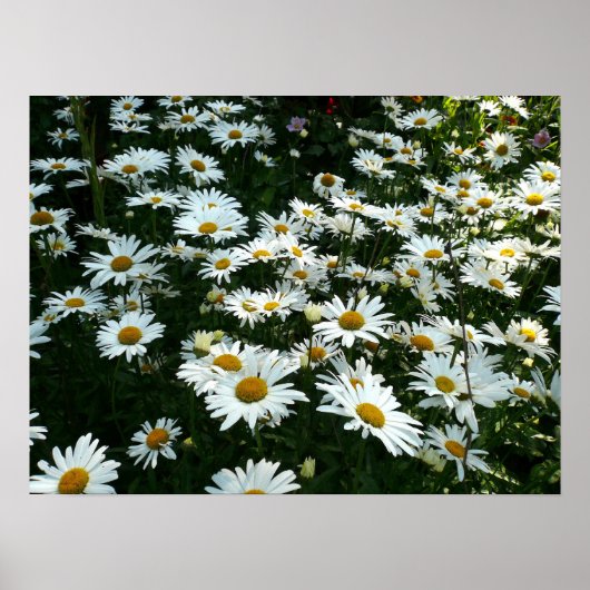 Shasta Daisies Poster (Voorkant)
