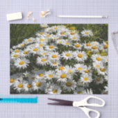 Shasta Daisies Tissuepapier (Craft)
