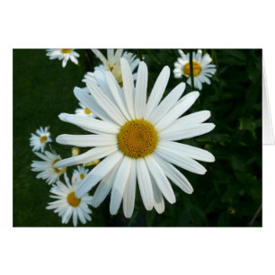Shasta Daisy