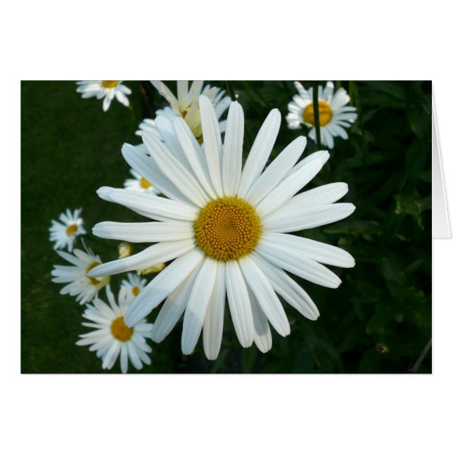 Shasta Daisy (Devant horizontal)