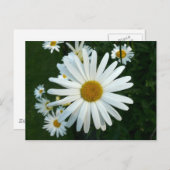 Shasta Daisy Briefkaart (Voorkant / Achterkant)