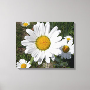 Shasta Daisy (Chrysanthemum maximum) Canvas Afdruk
