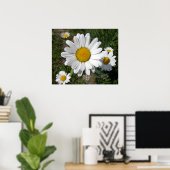 Shasta Daisy (Chrysanthemum maximum) Poster (Thuiskantoor)