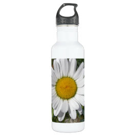 Shasta Daisy (Chrysanthemum maximum) Waterfles