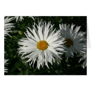 Shasta Daisy Gone Crazy