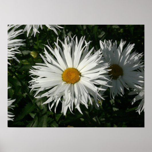 Shasta Daisy Gone Crazy. Poster (Voorkant)