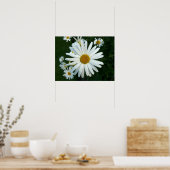 Shasta Daisy Poster (Keuken)
