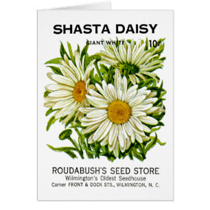 Shasta Daisy  Seed Packet