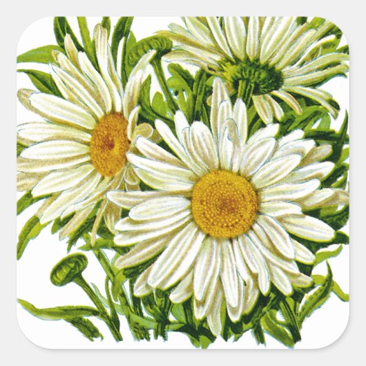 Shasta Daisy  Seed Packet Vierkante Sticker (Voorkant)