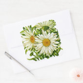 Shasta Daisy  Seed Packet Vierkante Sticker (Envelop)