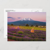Shasta Lavender Sunset... Briefkaart (Voorkant / Achterkant)