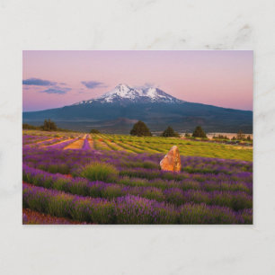 Shasta Lavender Sunset... Briefkaart