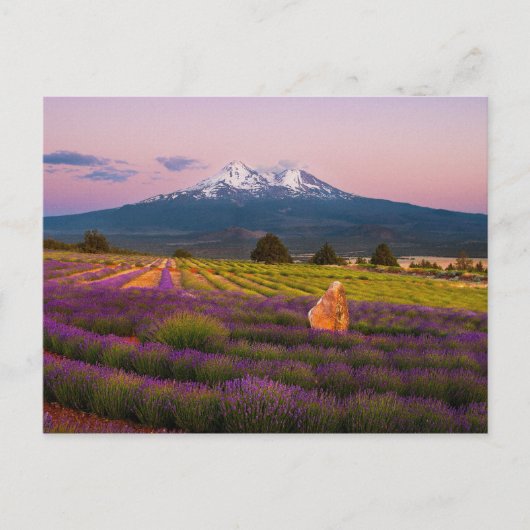 Shasta Lavender Sunset... Briefkaart (Voorkant)