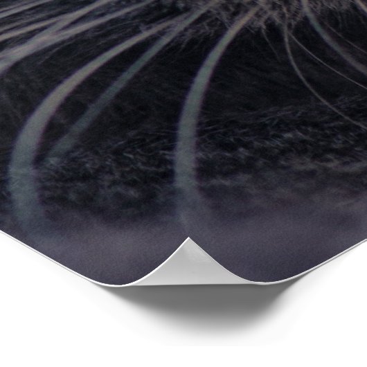 Sheba Cat Poster (Hoek)